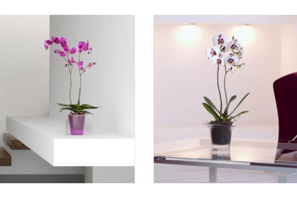 Dicas de orquídeas