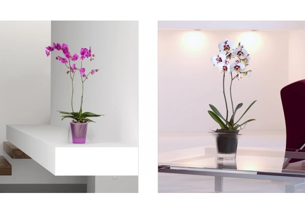 Dicas de orquídeas